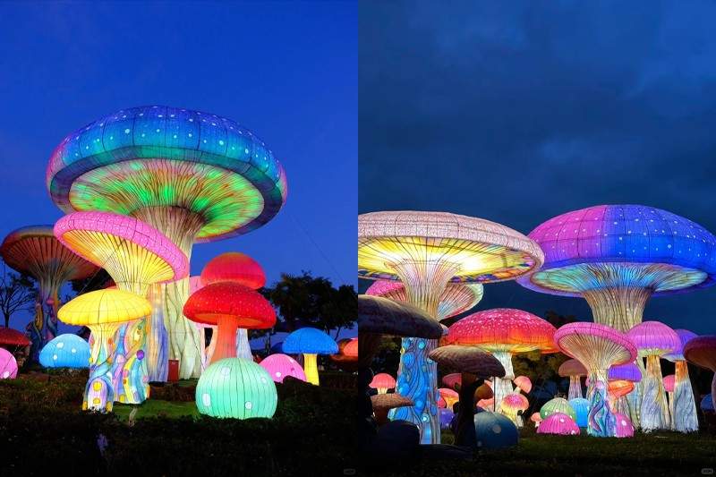 菌光流彩·菇影如梦(图3)