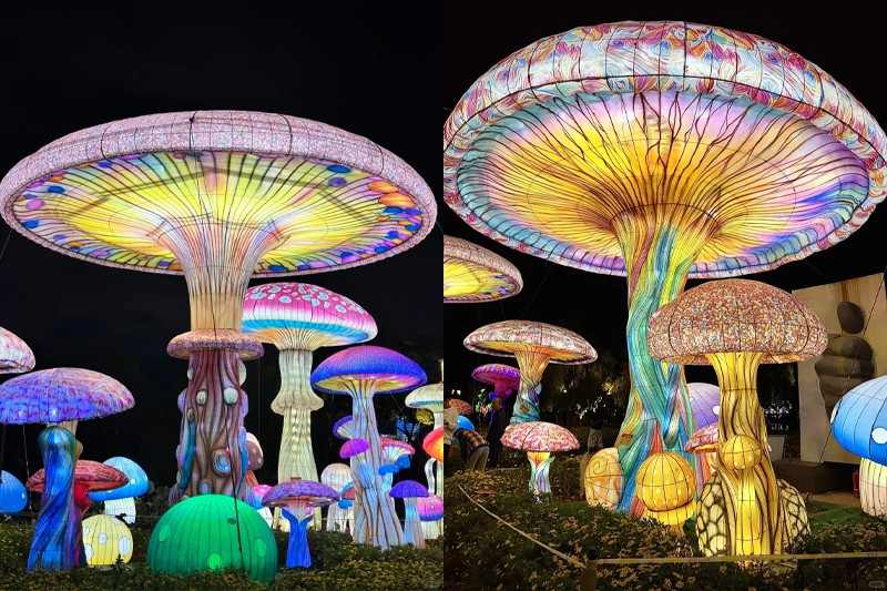 菌光流彩·菇影如梦(图2)