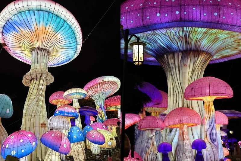 菌光流彩·菇影如梦