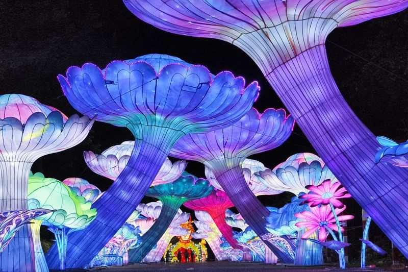 以光为笔·璀璨逐影(图1) 以光为笔·璀璨逐影