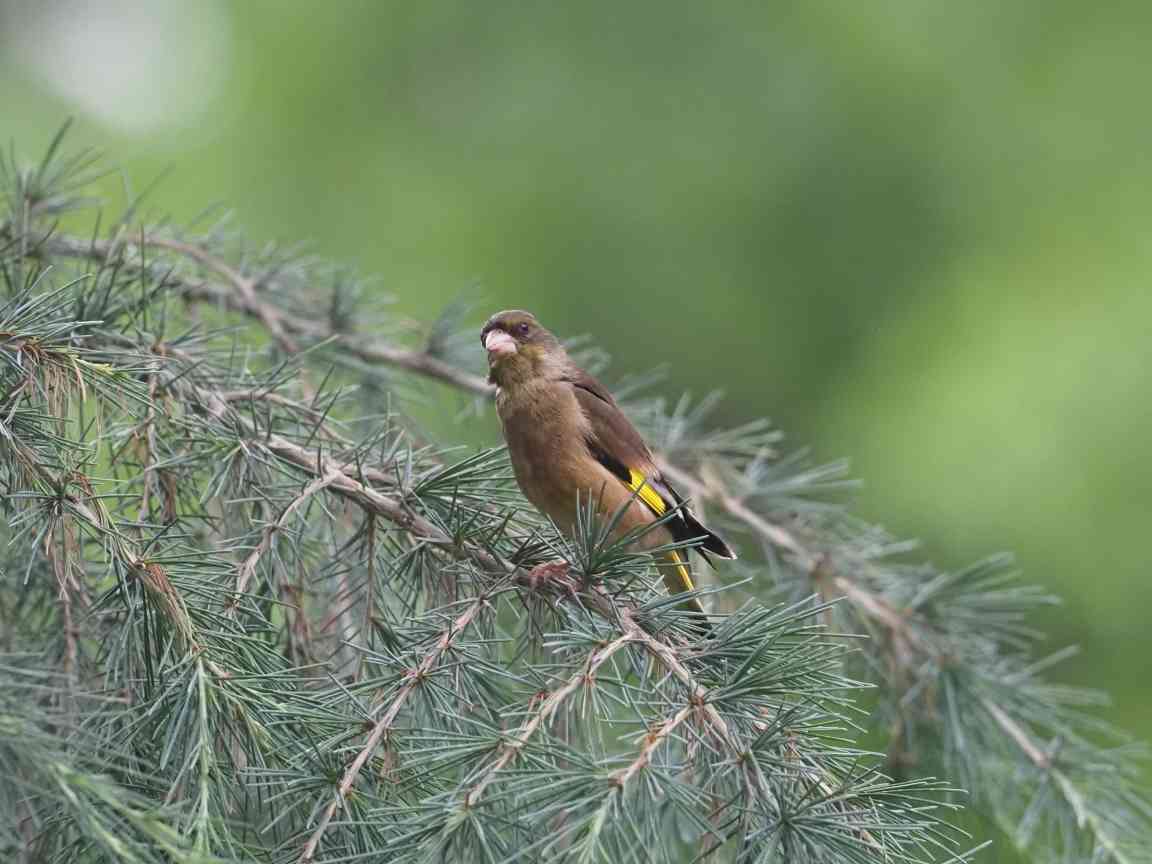 青少年动植物科普探索活动走进彩灯公园 寓教于乐体验自然之美(图1) 青少年动植物科普探索活动走进彩灯公园 寓教于乐体验自然之美(图1)