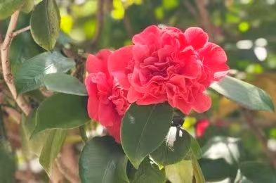 彩灯公园“拍了拍你”~快来撒欢啦！(图2)