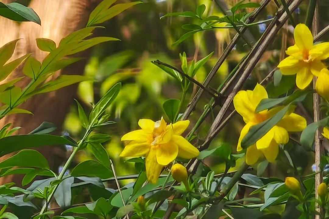 自贡春日限定美景:彩灯公园的诗意与欢乐(图1) 自贡春日限定美景:彩灯公园的诗意与欢乐(图1)