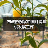 市政协视察中国灯博建设发展工作（图2）