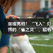 璀璨亮相!“飞入”灯博的“雀之灵”,藏着怎样的故事?(图4) 璀璨亮相!“飞入”灯博的“雀之灵”,藏着怎样的故事?(图4)