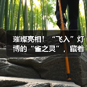 璀璨亮相!“飞入”灯博的“雀之灵”,藏着怎样的故事?(图3) 璀璨亮相!“飞入”灯博的“雀之灵”,藏着怎样的故事?(图3)