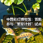 中国彩灯博物馆:首批参与“繁星计划”试点单位(图4) 中国彩灯博物馆:首批参与“繁星计划”试点单位(图4)
