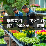 璀璨亮相!“飞入”灯博的“雀之灵”,藏着怎样的故事?(图1) 璀璨亮相!“飞入”灯博的“雀之灵”,藏着怎样的故事?(图1)