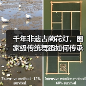 千年非遗古蔺花灯,国家级传统舞蹈如何传承?(图2) 千年非遗古蔺花灯,国家级传统舞蹈如何传承?(图2)