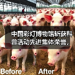 中国彩灯博物馆斩获科普活动先进集体荣誉，彩灯文化传播再上新台阶（图4）