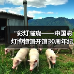 “彩灯璀璨——中国彩灯博物馆开馆30周年纪念”主题征文活动公告（图4）